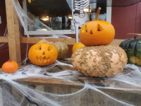 Courge special halloween bio - à creuser