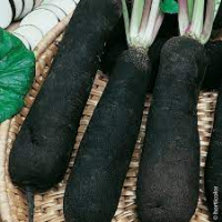 Radis noir botte