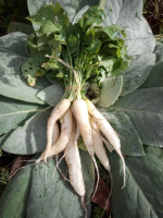 Radis daikon