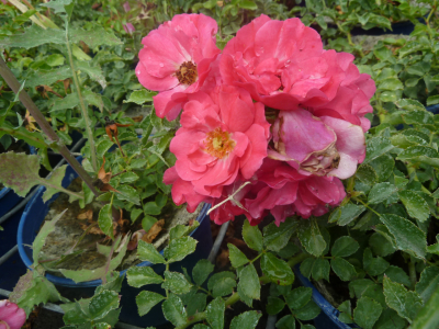 Rosier buisson emera