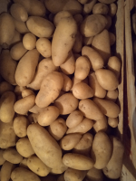 Pomme de terre bio linzer delikatess