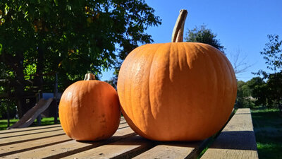 Courge d'halloween - jack o lantern