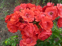 Rosier buisson kadora