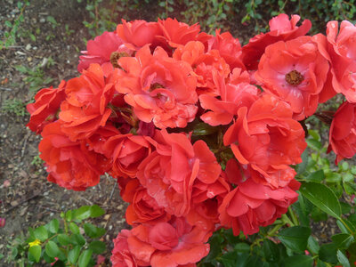 Rosier buisson kadora