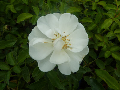 Rosier buisson opalia