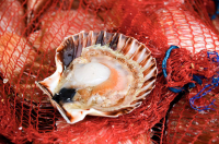 Coquilles saint jacques - baie de morlaix