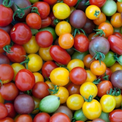 Tomate cerise