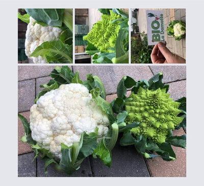 Chou-fleur bio (la pièce)