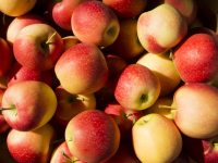 Pommes variété 'pinova corail'