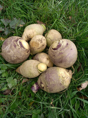 Rutabaga