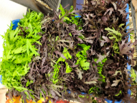 Moutarde rouge et verte