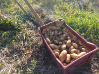 Pomme de terre érionne (chair ferme)