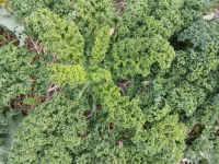 Chou kale (non pommé)