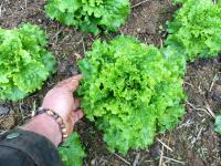 Salade batavia blonde