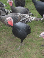 Dinde noire noël prêt à cuire de 2.7 à 3.4kg