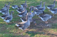 Oie de noël prêt à cuire de 4 à 5kg