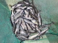 Friture de truitelle arc en ciel