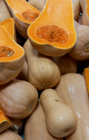Butternut