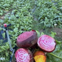 Betterave de toutes les couleurs