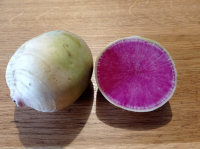 Radis d'hiver red meat