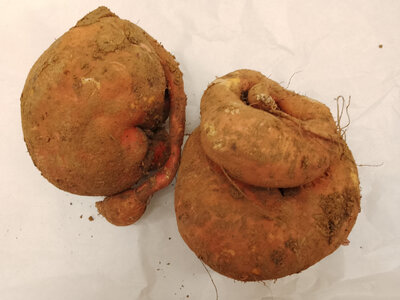 Patate douce
