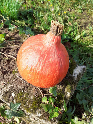 Potimarron bio entre 1 kg et 1,200 kg