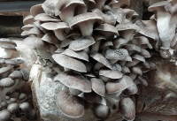 Pleurote noir (black pearl) bio frais