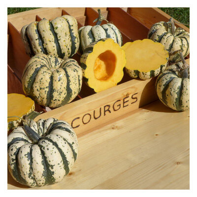 Courge patidou