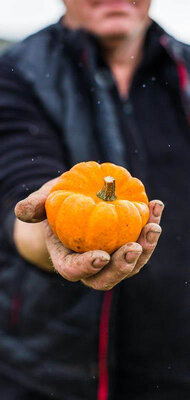 Courge jack be little