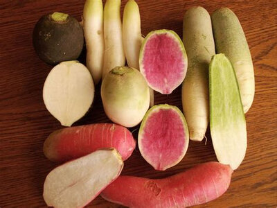 Radis d'hivers mix couleur et saveur
