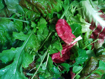 Mesclun de saison bio