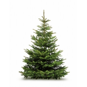 Sapin coupé nordmann 100/125 cm