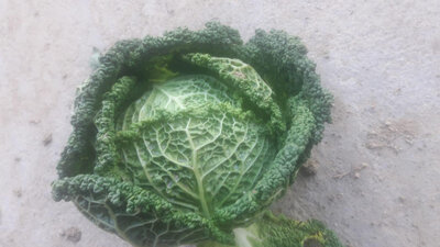 Chou vert