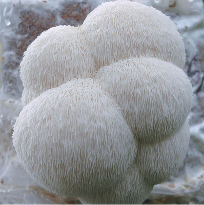 Hydne hérisson (lion's mane) bio frais