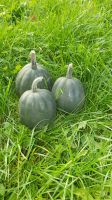 Courge petit calibre acorn