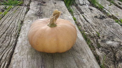 Courge musquée tancheese