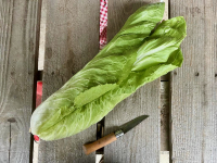 Salade chicorée - pain de sucre