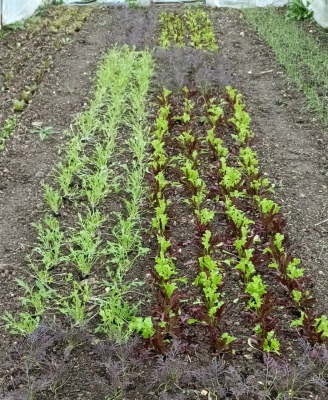 Mesclun