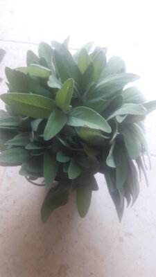Sauge bouquet 300g