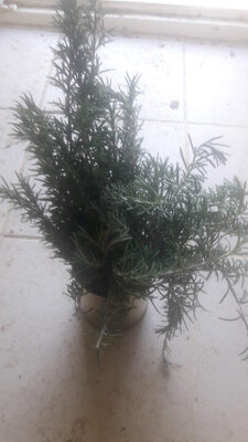 Romarin bouquet 300g