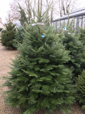 Sapin grandis