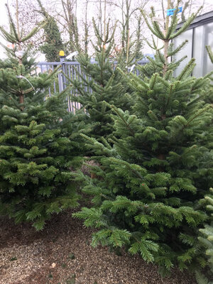 Sapin nordmann