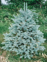 Sapin nobilis