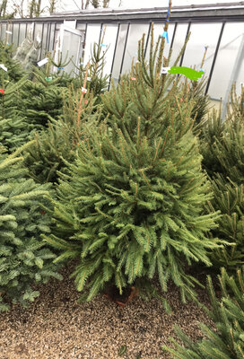 Sapin épicéa
