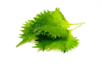 Shiso 5 feuilles