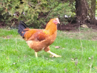 Chapon fermier prêt à cuire