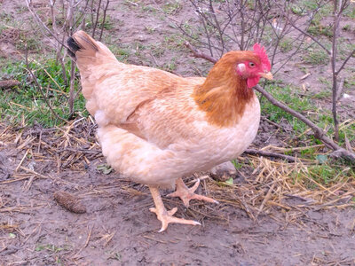 Poularde fermière