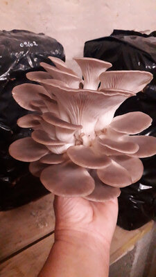 Pleurotes