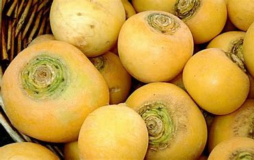 Navet boule d'or