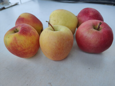 Pommes d'exception
